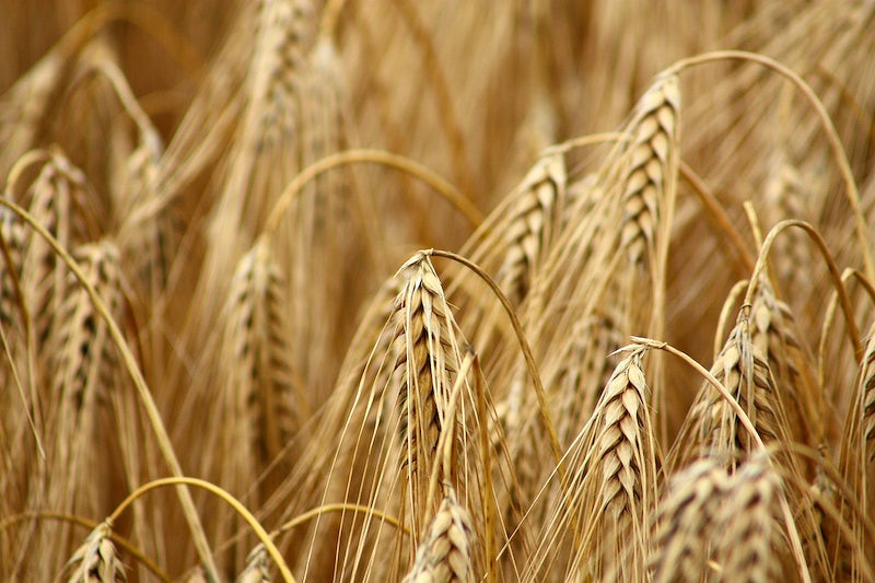 Nueva publicaci&oacute;n: &ldquo;Trade scenarios compensating for halted wheat and maize exports from Russia and Ukraine increase carbon emissions without easing food insecurity&rdquo;